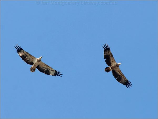 White-bellied Sea-eagle whitebelliedseaeagle_50017.jpg