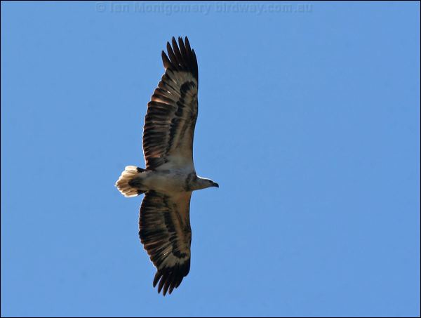 White-bellied Sea-eagle whitebelliedseaeagle_58465.jpg