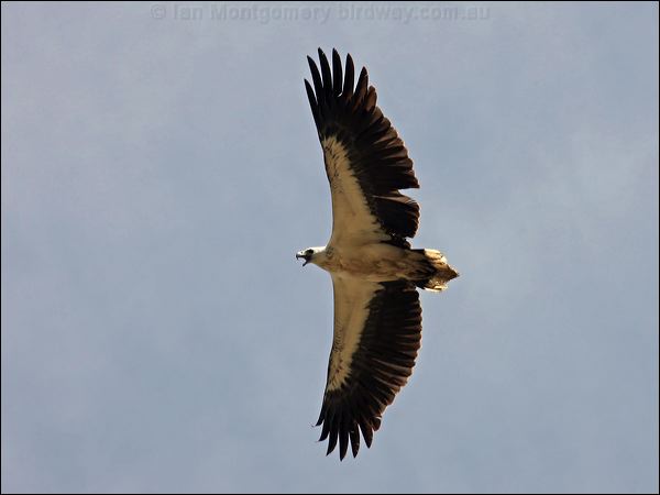 White-bellied Sea-eagle whitebelliedseaeagle_81397.psd