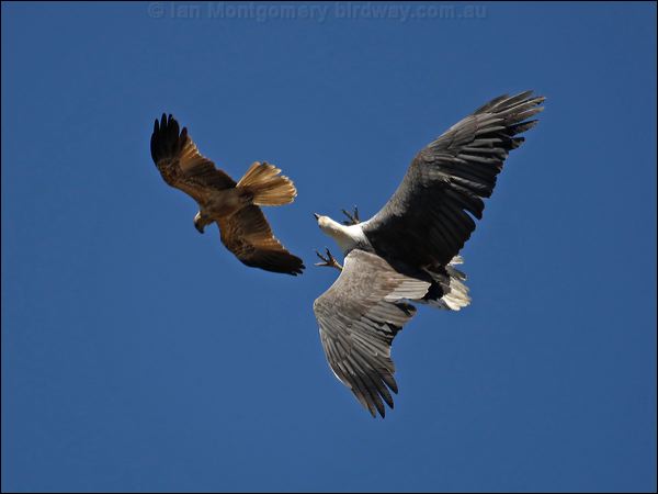White-bellied Sea-eagle whitebelliedseaeagle_81444.jpg