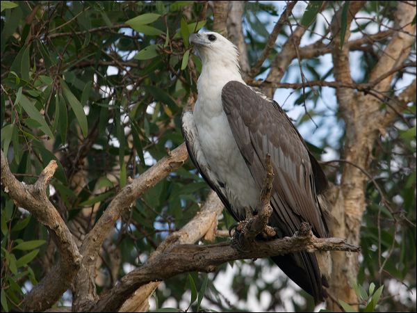 White-bellied Sea-eagle whitebelliedseaeagle_91764.psd