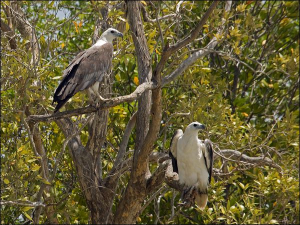 White-bellied Sea-eagle whitebelly_sea_eagle_94142.psd