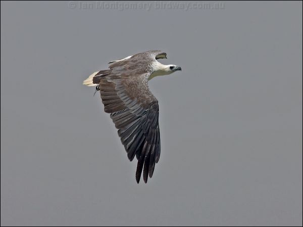 White-bellied Sea-eagle whitebelly_sea_eagle_94166.psd