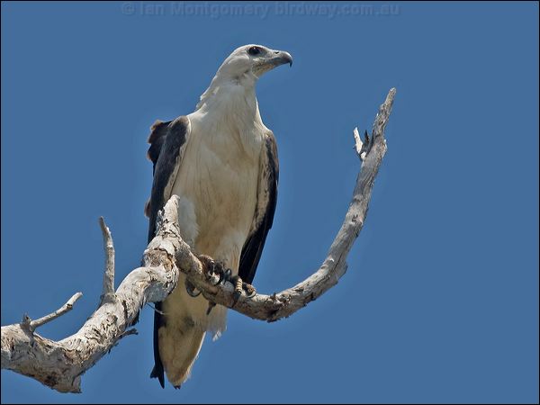 White-bellied Sea-eagle whitebelly_seaeagle_155679.psd
