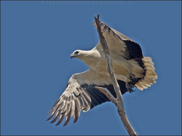 White-bellied Sea-eagle whitebelly_seaeagle_155696.psd