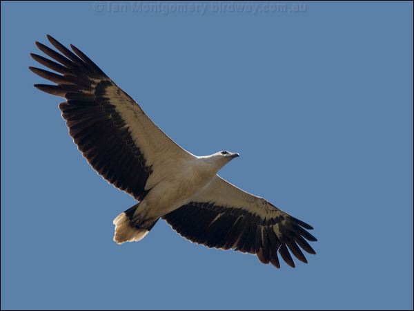 White-bellied Sea-eagle whitebelly_seaeagle_155712.psd