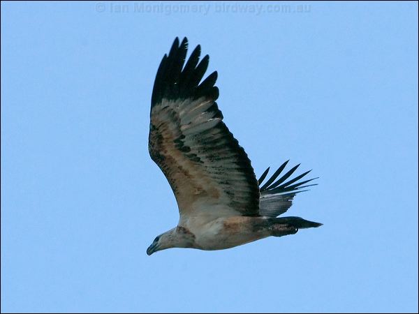 White-bellied Sea-eagle whitebelly_seaeagle_167038.psd