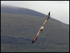 white_tailed_eagle_201182