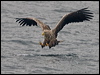 white_tailed_eagle_201188