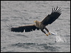 white_tailed_eagle_201189