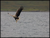 white_tailed_eagle_201191