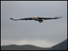 white_tailed_eagle_201285