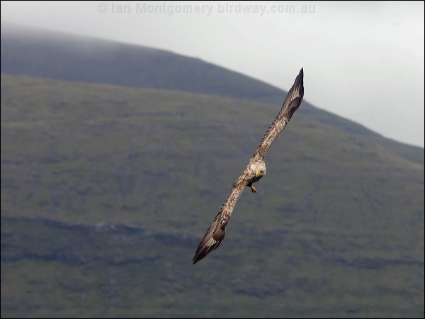 White-tailed Eagle white_tailed_eagle_201182.psd
