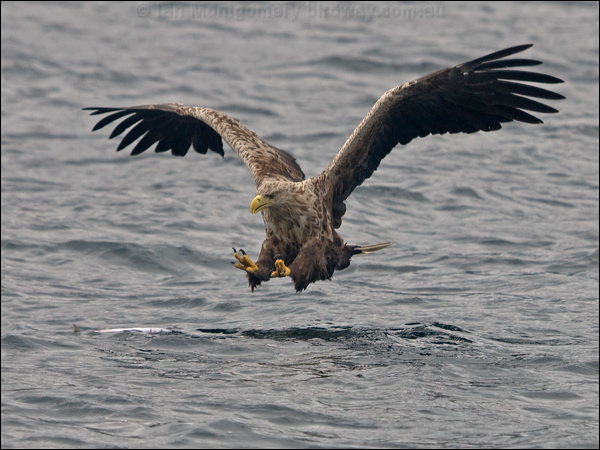 White-tailed Eagle white_tailed_eagle_201188.psd