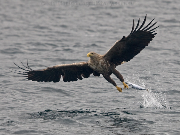 White-tailed Eagle white_tailed_eagle_201189.psd