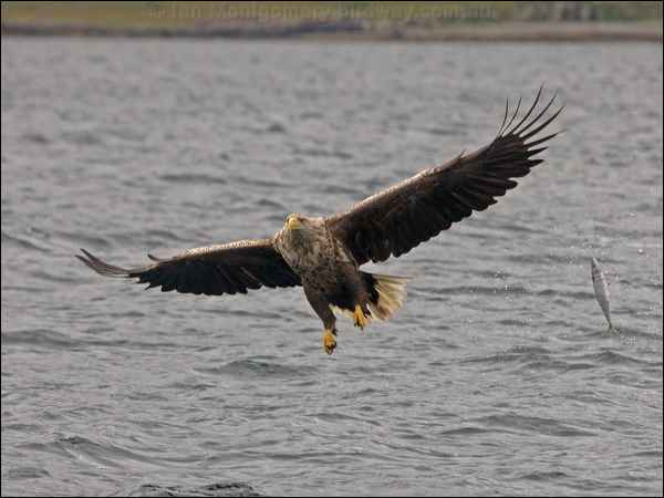 White-tailed Eagle white_tailed_eagle_201190.psd