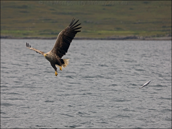 White-tailed Eagle white_tailed_eagle_201191.psd