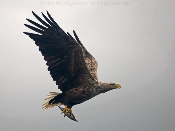 White-tailed Eagle white_tailed_eagle_201208.psd