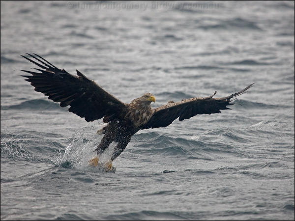 White-tailed Eagle white_tailed_eagle_201263.psd