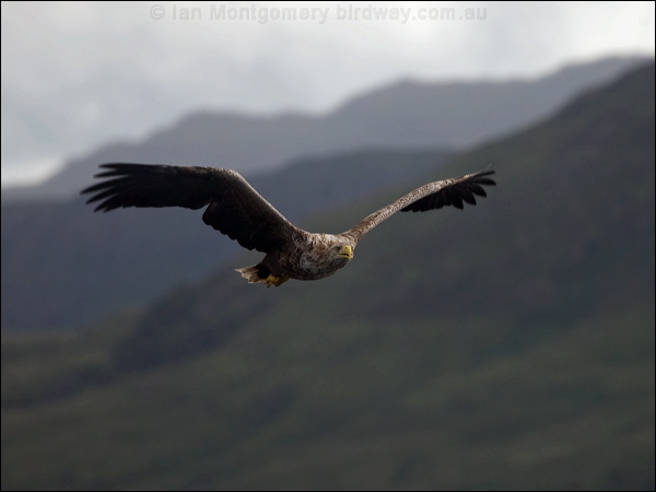 White-tailed Eagle white_tailed_eagle_201271.psd