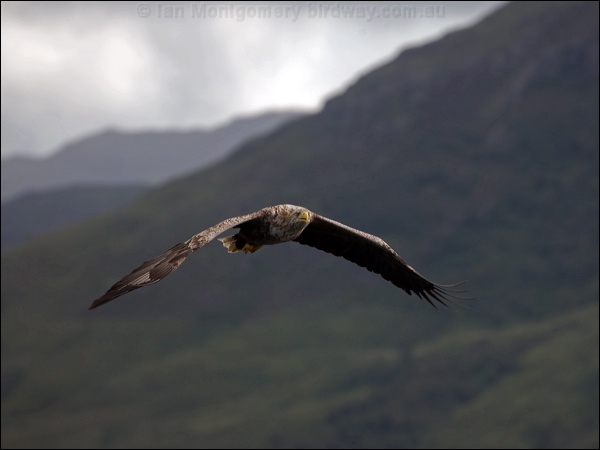 White-tailed Eagle white_tailed_eagle_201272.psd
