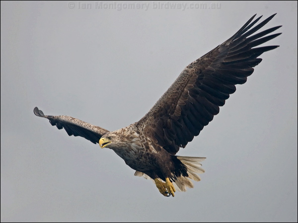 White-tailed Eagle white_tailed_eagle_201290.psd
