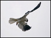 white_tailed_kite_207750