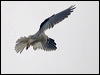white_tailed_kite_207751