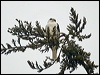 white_tailed_kite_207772