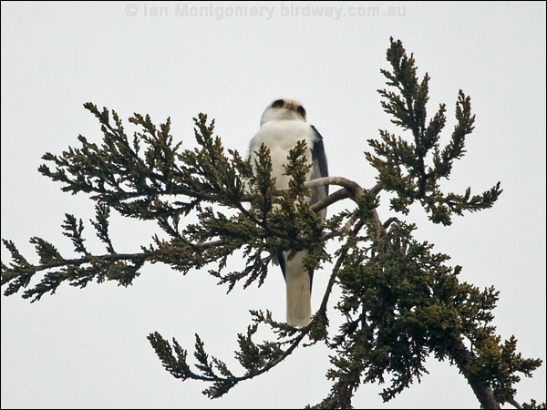 White-tailed Kite white_tailed_kite_207772.psd