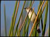 aus_reed_warbler_116633