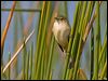 aus_reed_warbler_116638