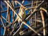 aus_reed_warbler_155110