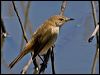 Click here to enter gallery and see photos/pictures/images of Australian Reed Warbler