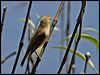 aus_reed_warbler_155201