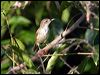 aust_reedwarbler_13766