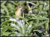 aust_reedwarbler_33753