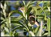 aust_reedwarbler_33760