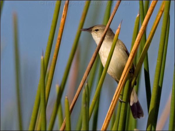 Australian Reed Warbler aus_reed_warbler_116633.psd