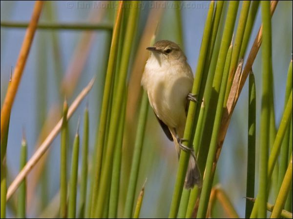 Australian Reed Warbler aus_reed_warbler_116638.psd