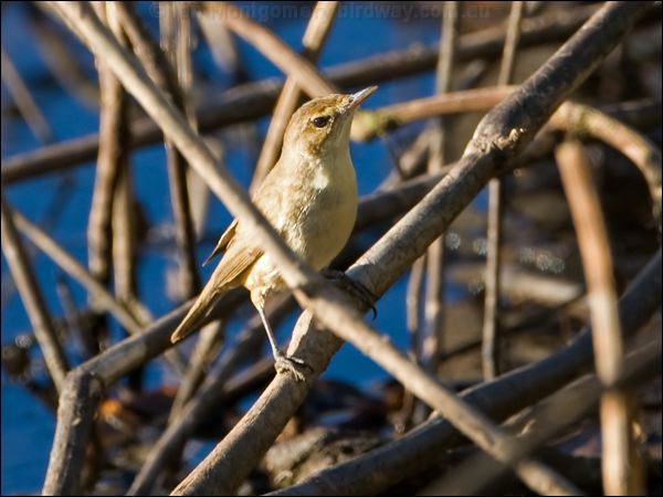 Australian Reed Warbler aus_reed_warbler_155110.psd