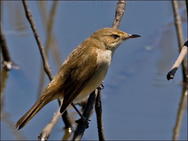 Australian Reed Warbler aus_reed_warbler_155197.psd