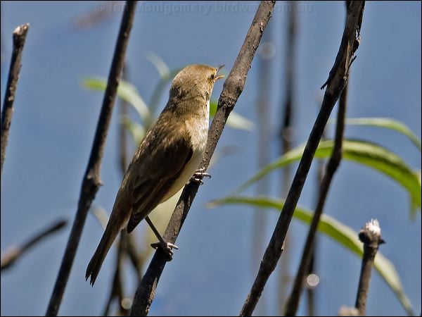 Australian Reed Warbler aus_reed_warbler_155201.psd