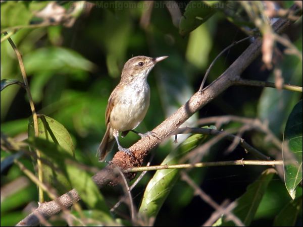Australian Reed Warbler aust_reedwarbler_13766.psd
