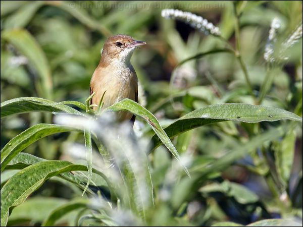 Australian Reed Warbler aust_reedwarbler_33753.psd