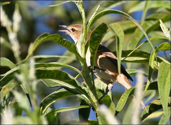 Australian Reed Warbler aust_reedwarbler_33760.psd