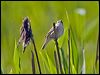 sedge_warbler_142448