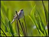 sedge_warbler_142453