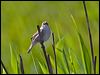 sedge_warbler_142454