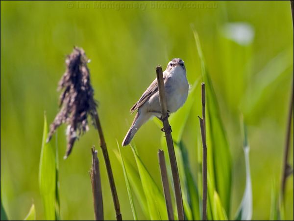 Sedge Warbler sedge_warbler_142448.psd